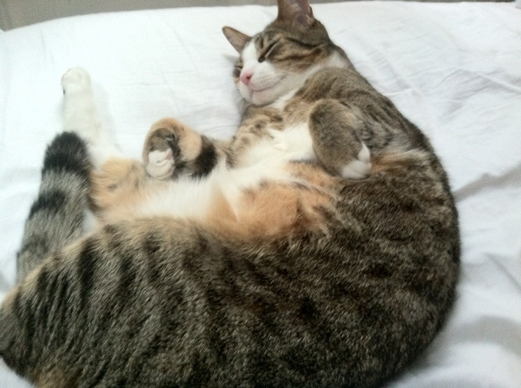 戈麦斯之矛刺穿太极虎，一场4-0背后的传控哲学与个人英雄主义