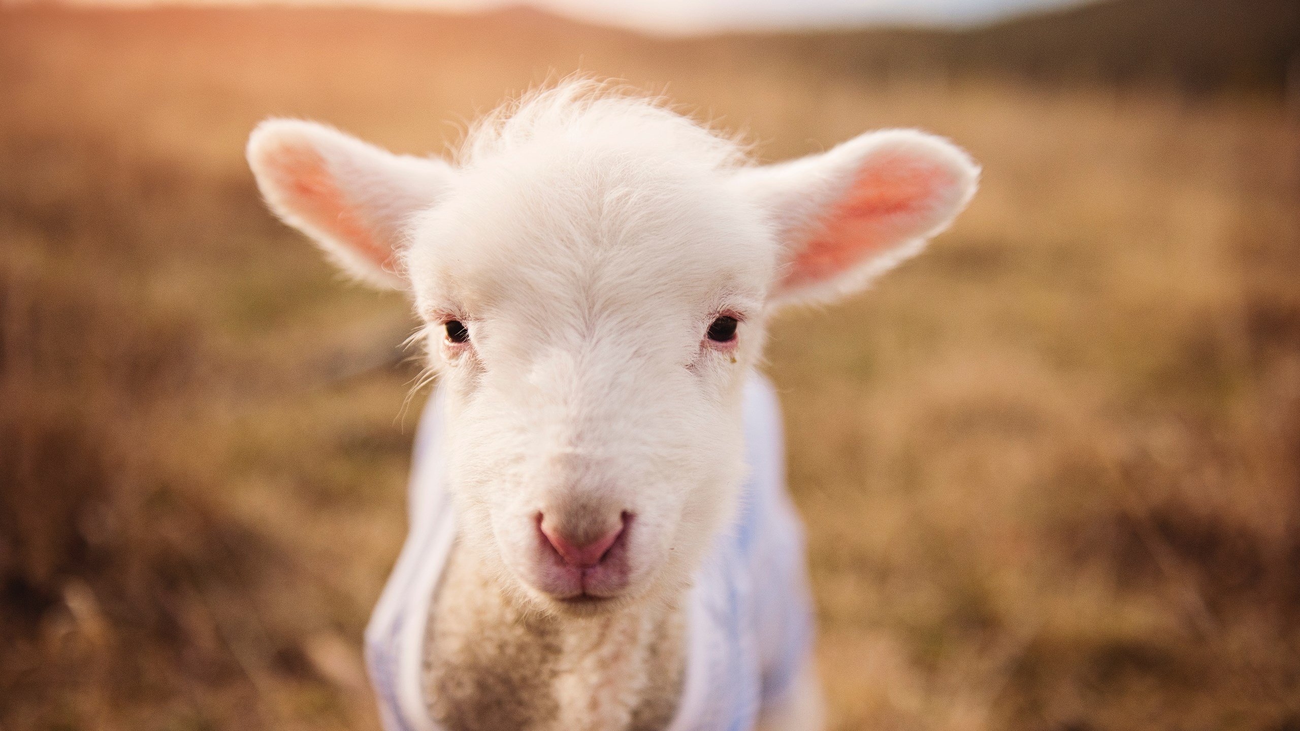 当波兰防线遭遇乒乓炮火，梁靖崑一球定音的平行宇宙之战