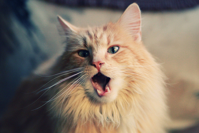 开云体育app-小人物的大场面，当王皓的惊艳撞碎葡萄牙的黄金梦