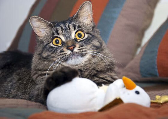 银翼与烈焰，阿隆索驾驭阿斯顿马丁，以老将智慧轻取雷诺