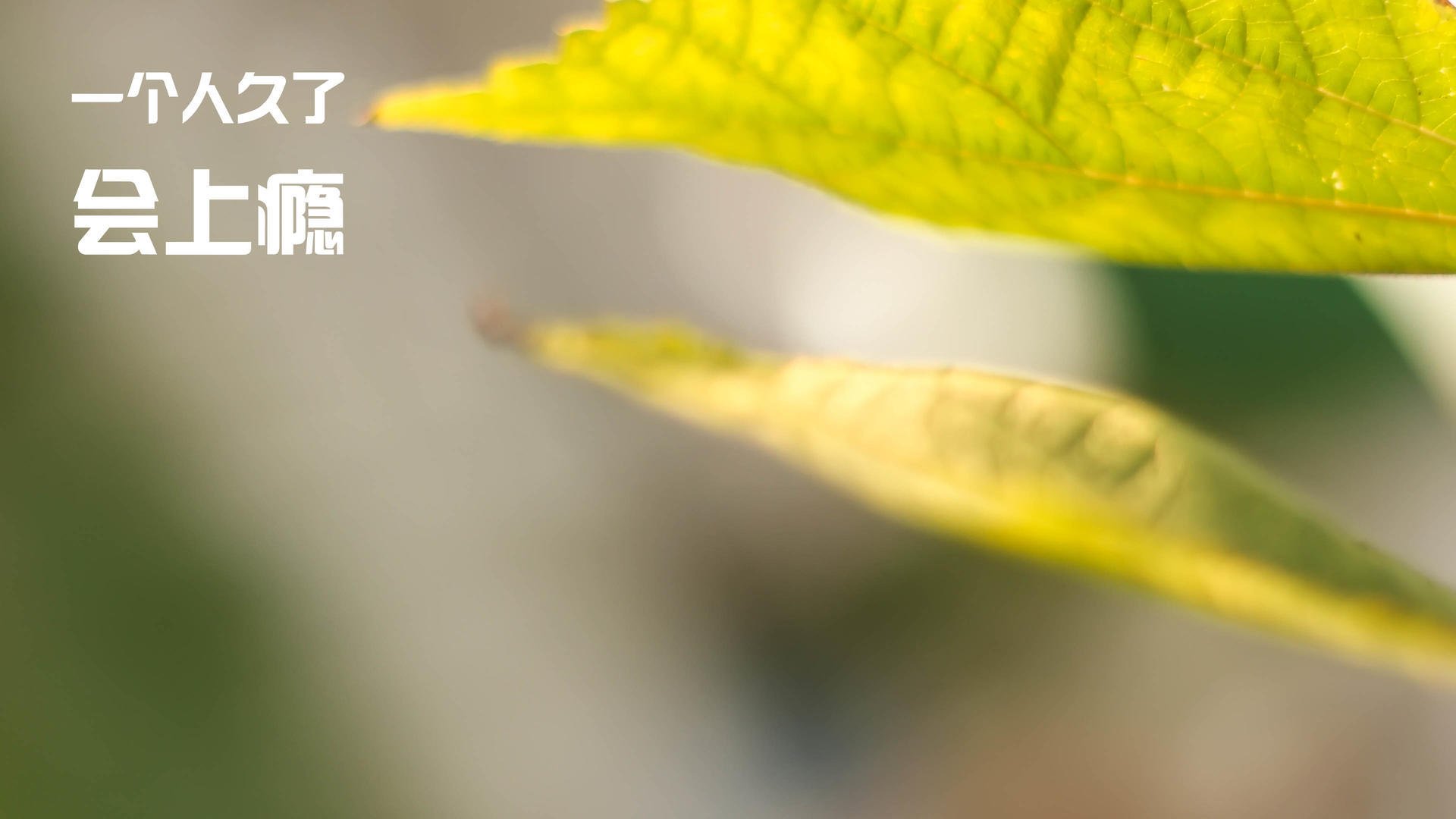 开云体育APP下载-沪浙争锋，一战定乾坤！上海队淬火成钢，打破格局的年度焦点之战