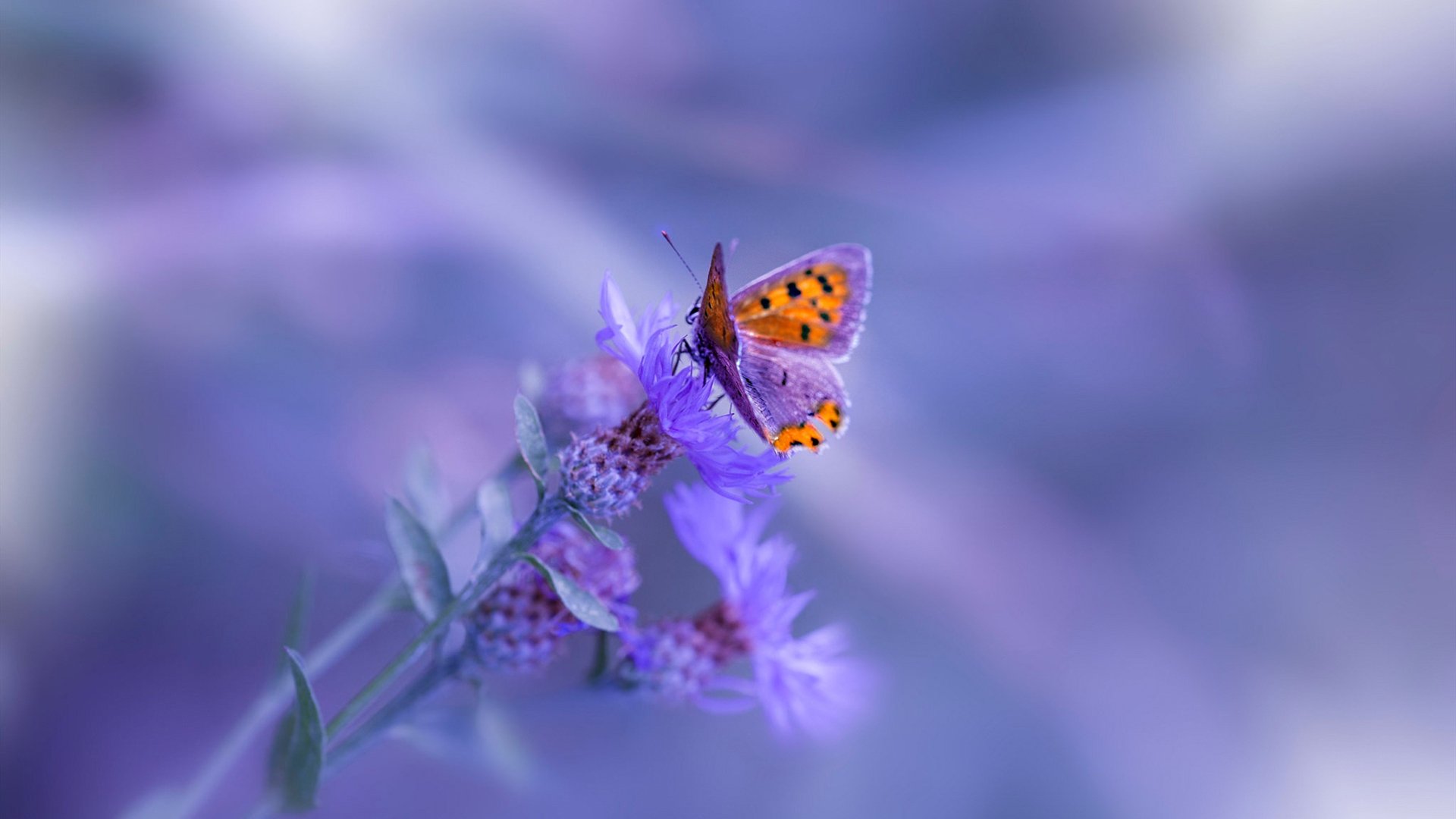 萨内点杀引爆球场，勒沃库森3-0轻取西班牙队