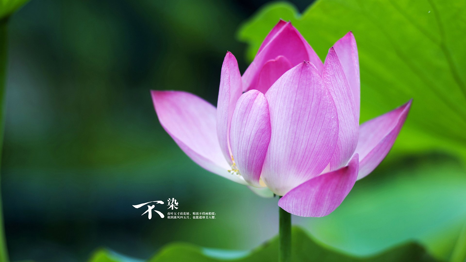 开云体育app-绿衣武士的子弹，三笘薰如何用一脚东瀛弧线，助爱尔兰刺破郁金香