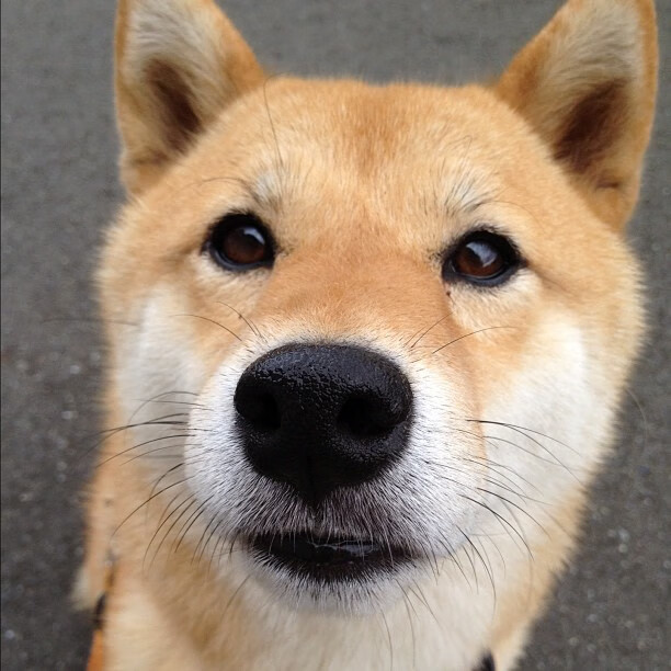 双子星哑火，孤月独明，当65+12+12成为丹佛高原的唯一叙事