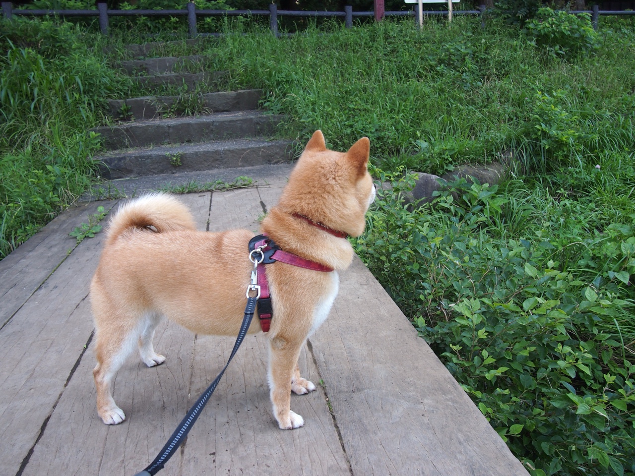 终局棋手,布雷默如何以一手掌控之力,让巴黎打穿伊朗