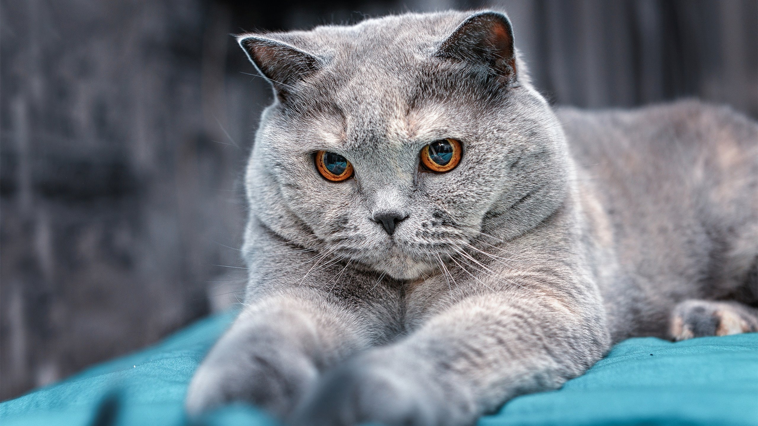 立体绞杀，哈登的围棋步调如何让国王窒息