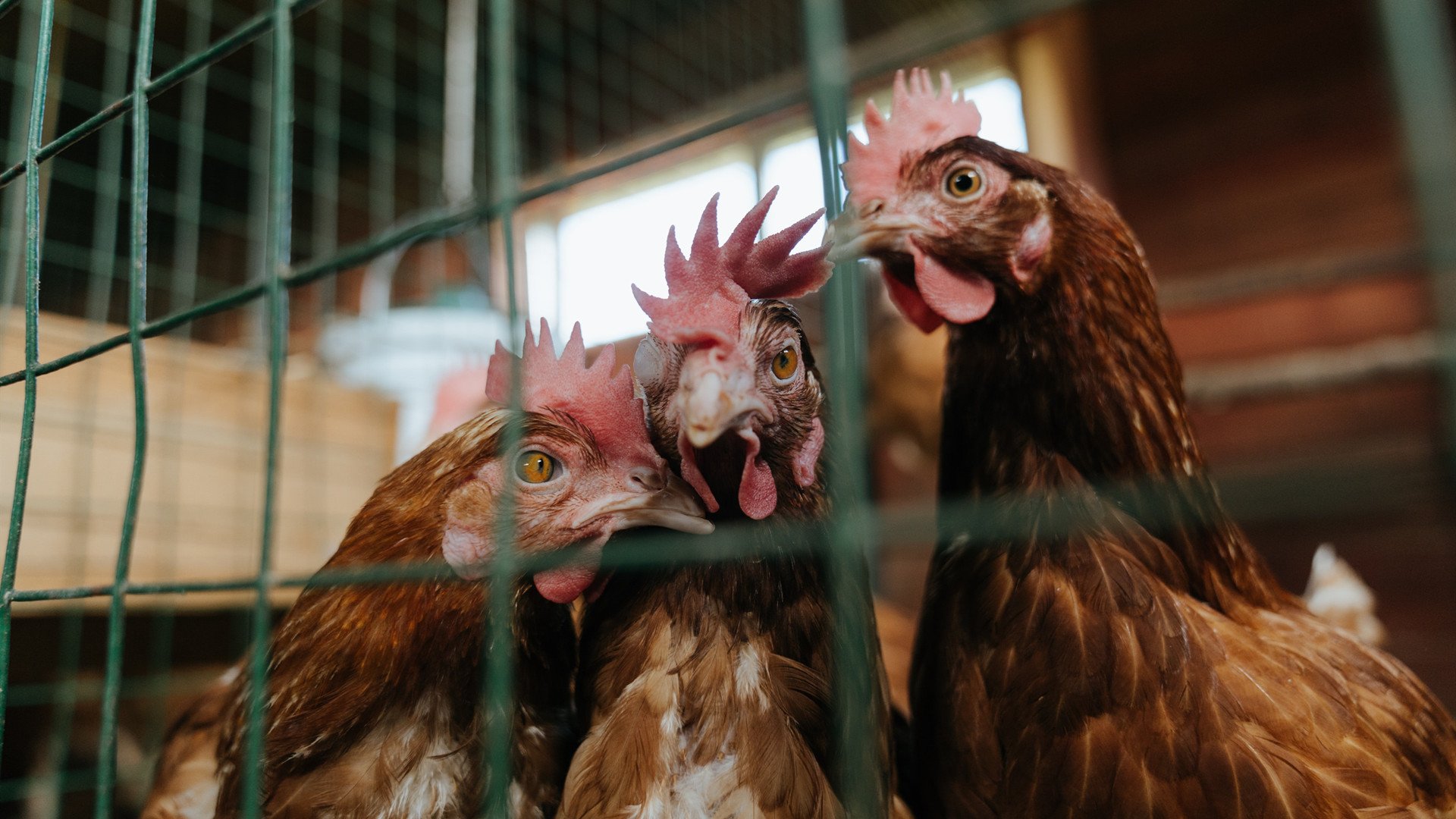 塔图姆，撬动联盟格局的杠杆，火箭大胜骑士的支点