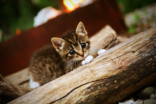 开云体育中国-史诗逆转！瑞士门神三扑点球，欧洲铁骑抢七鏖战终破突尼斯铁壁