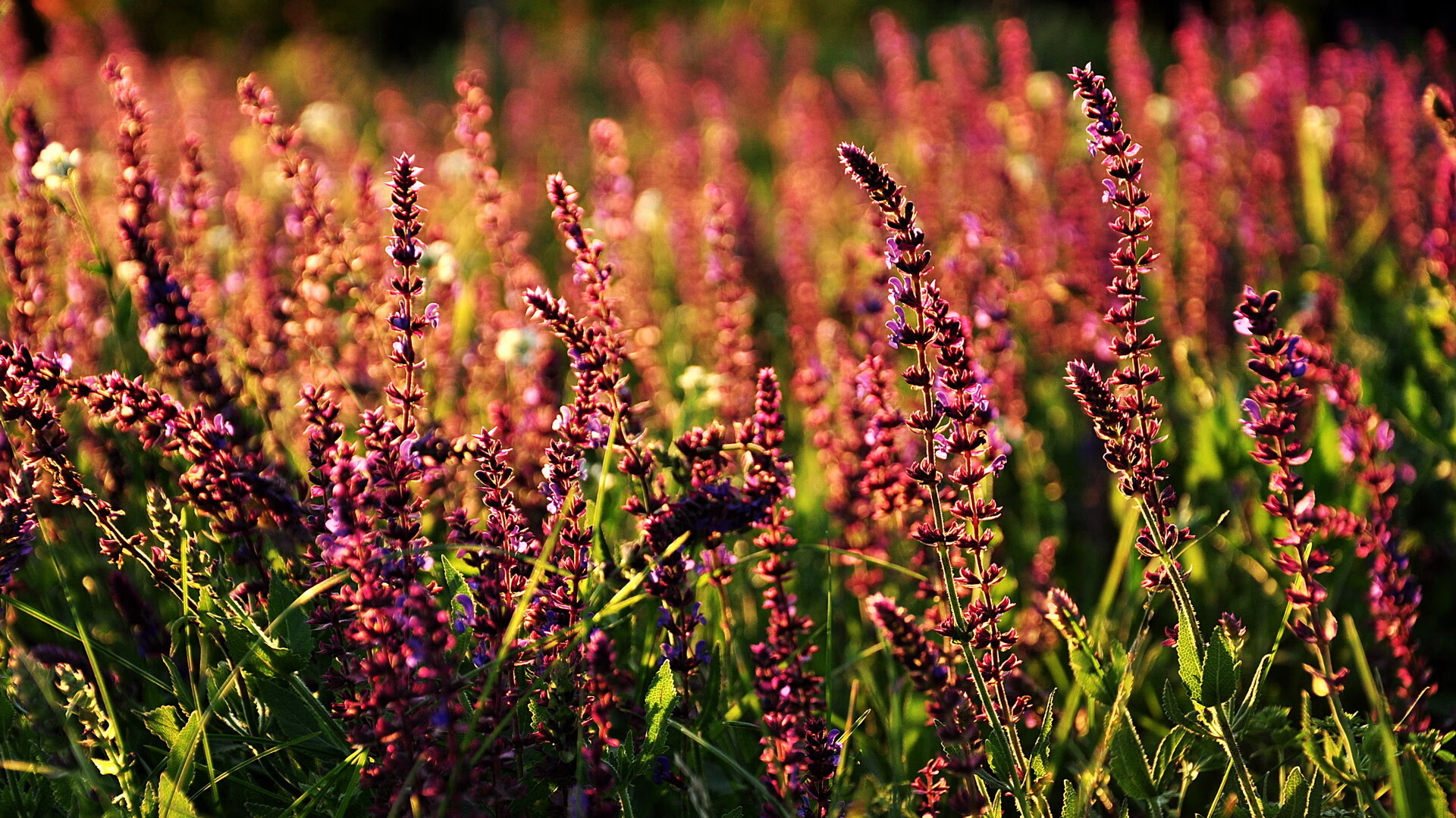 开云体育APP下载-独臂旗帜，伊萨克在喧嚣的季后赛之夜写下非凡定义