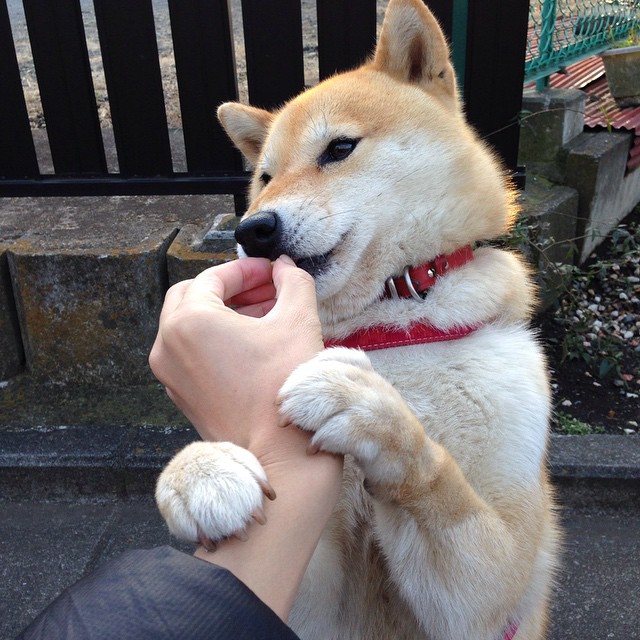 颠覆王朝的七次传球,复盘生死战中猛龙如何用战术铁链锁死勇士