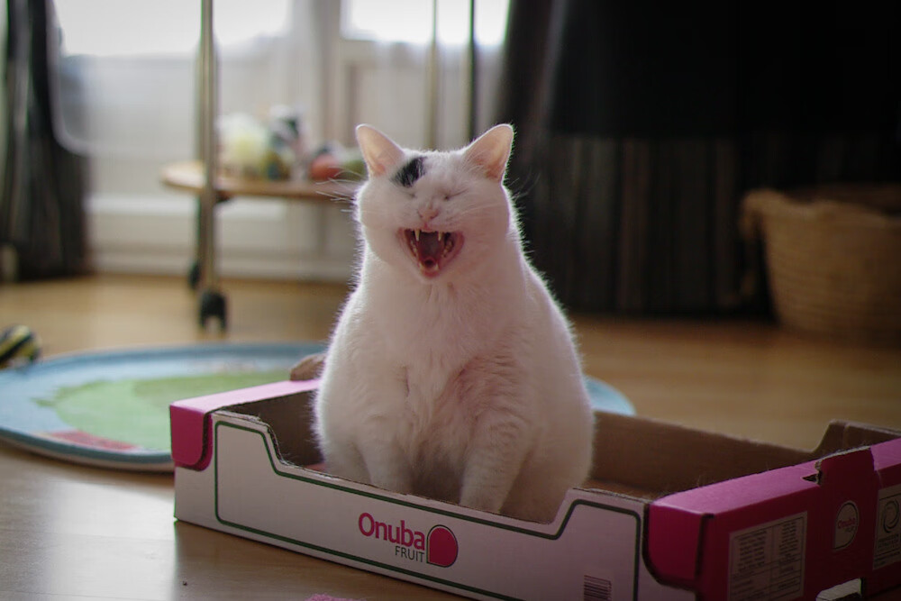 开云体育app-终场哨响前的电光石火，奥亚尔萨瓦尔一锤定音，勒沃库森决胜局险胜马赛