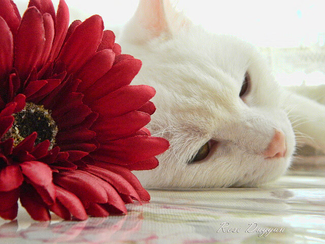 一传破万军,哈利伯顿用魔术师般的表演击穿深圳钢铁防线