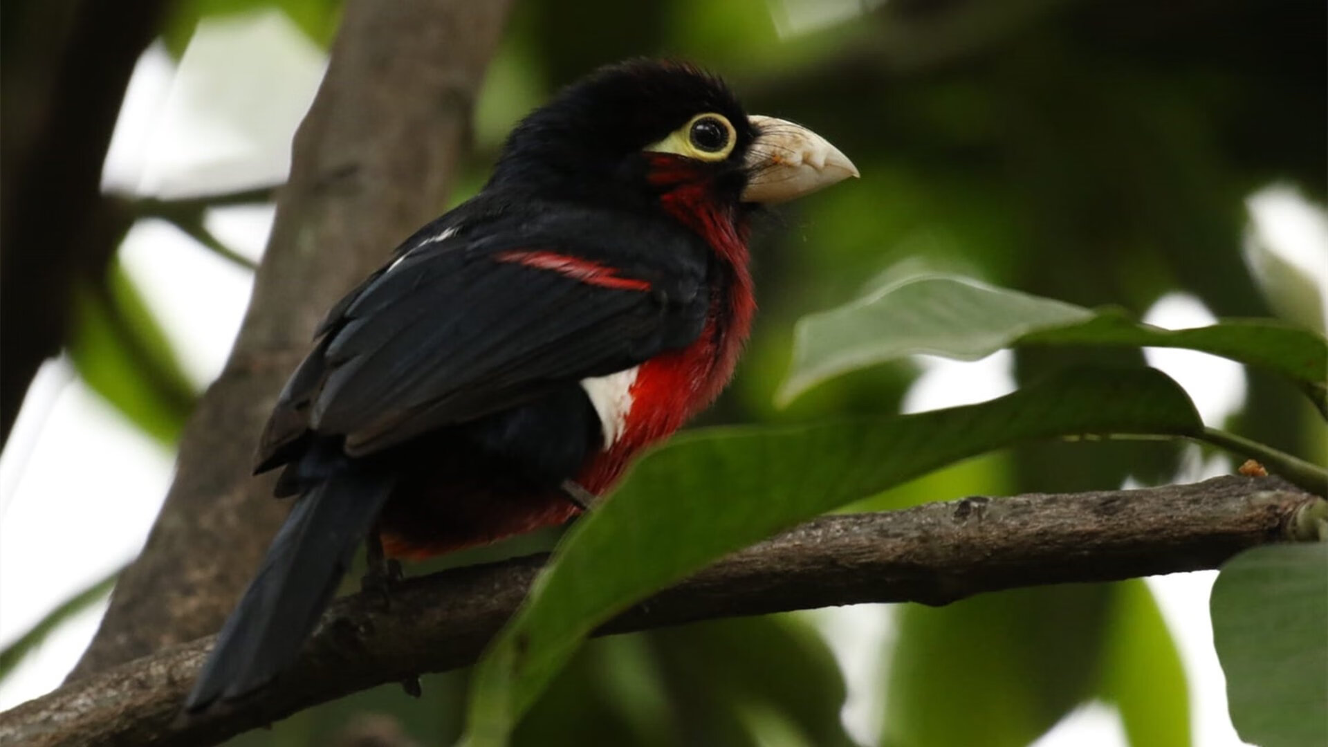 开云体育官网-沉默的刺客，范弗利特关键时刻两记冷箭击落鹈鹕，篮网实现逆转好戏