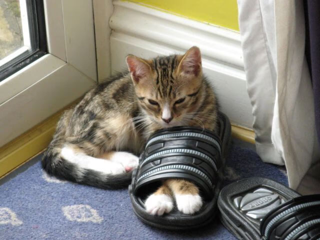 精密仪器与团队力量，福登的魔术脚，玻利维亚的集体意志