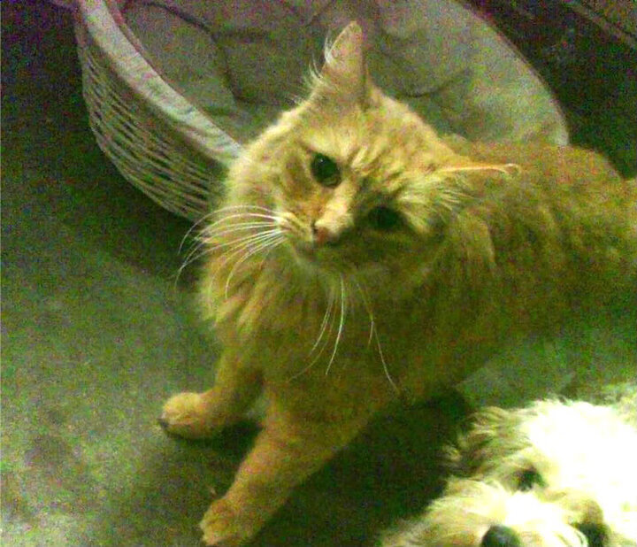 突尼斯之矛与马赛城墙,当C罗的连续得分写下洲际双城记