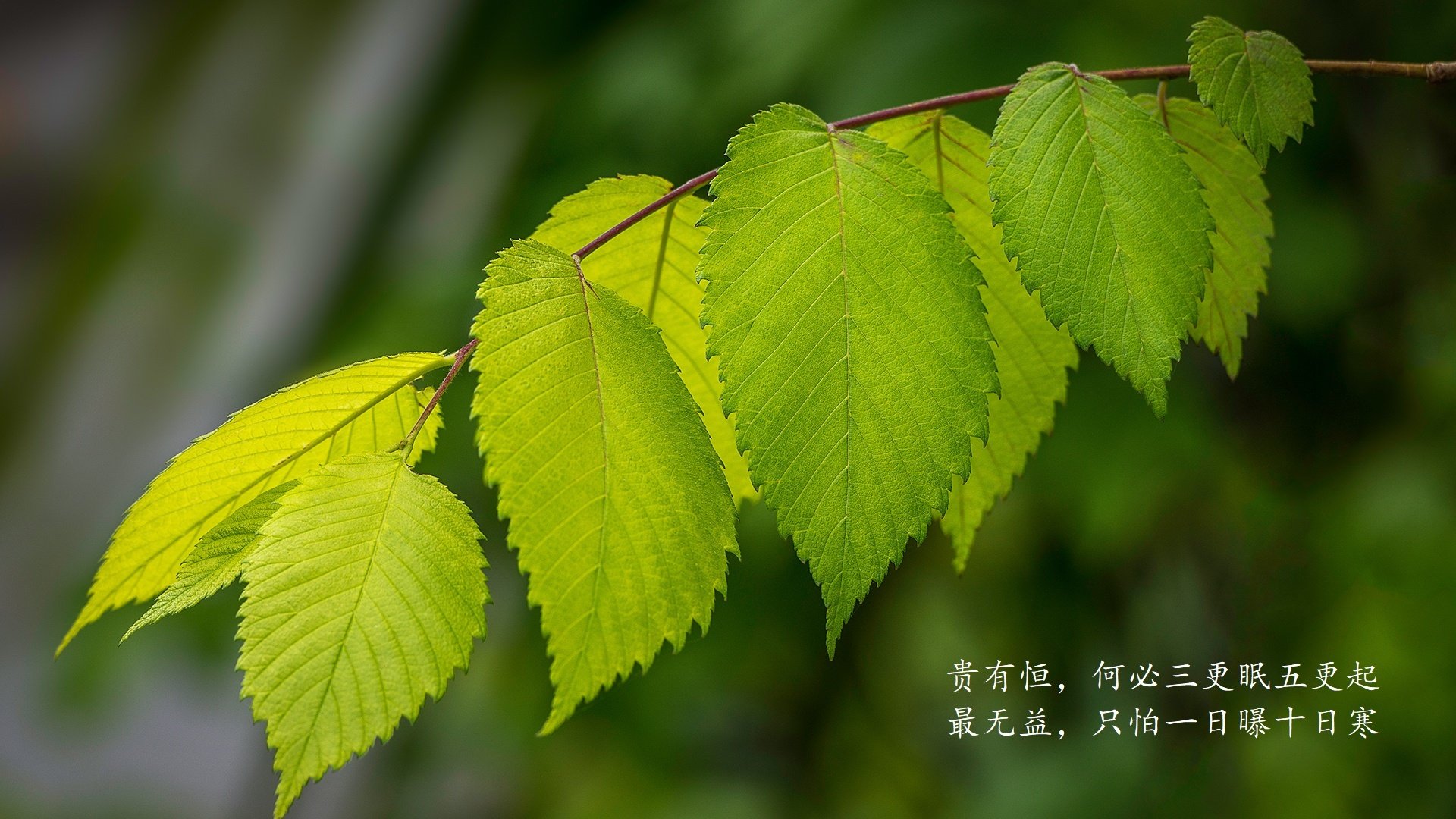 开云体育入口-唯一之役，2026世界杯A组焦点战，哥伦比亚完胜印度，B费以一人之力定义临场传奇